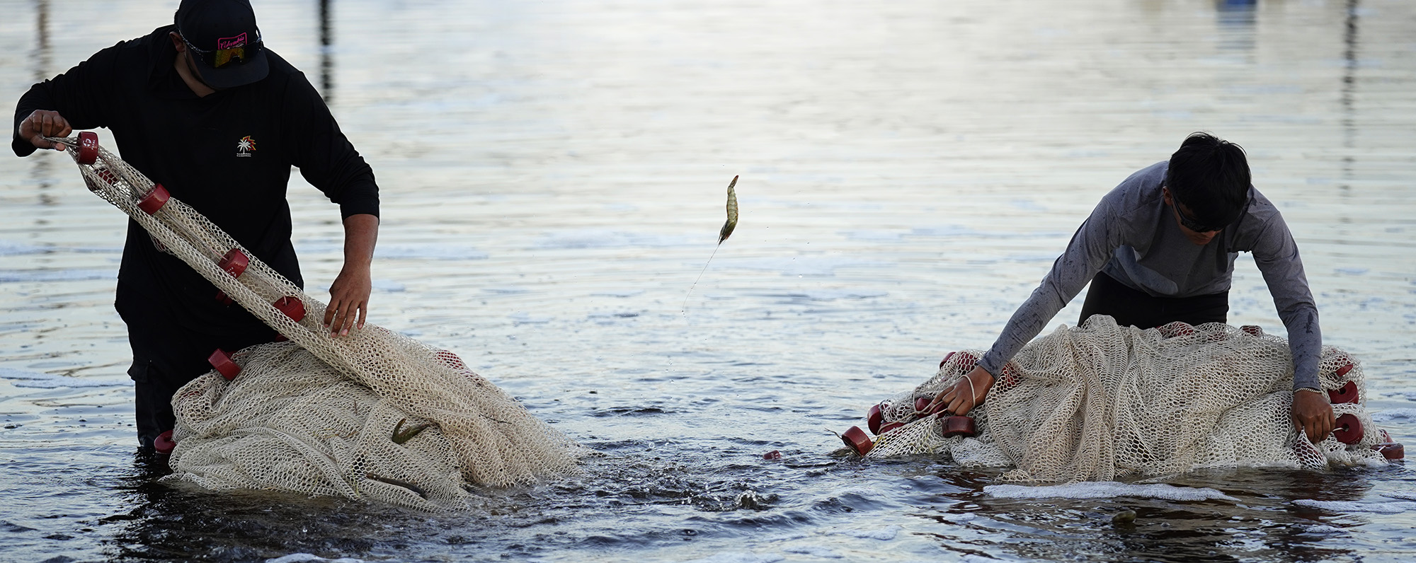 A Pacific White shrimp jumps away from Kauaʻi Shrimp workers as they prepare to roll out a net to harvests shrimp Friday, June 5, 2026, in Kekaha. (Kevin Fujii/Civil Beat/2026)