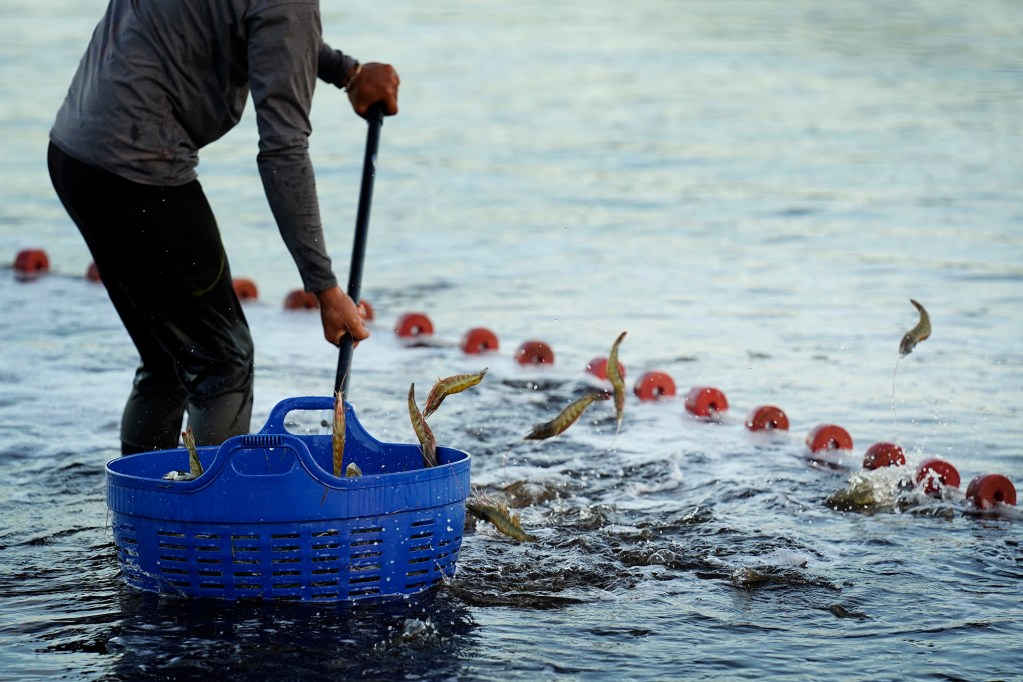 Pacific Whiteleg shrimp jump to avoid being netted during a Kauaʻi Shrimp harvest Friday, June 5, 2026, in Kekaha. (Kevin Fujii/Civil Beat/2026)
