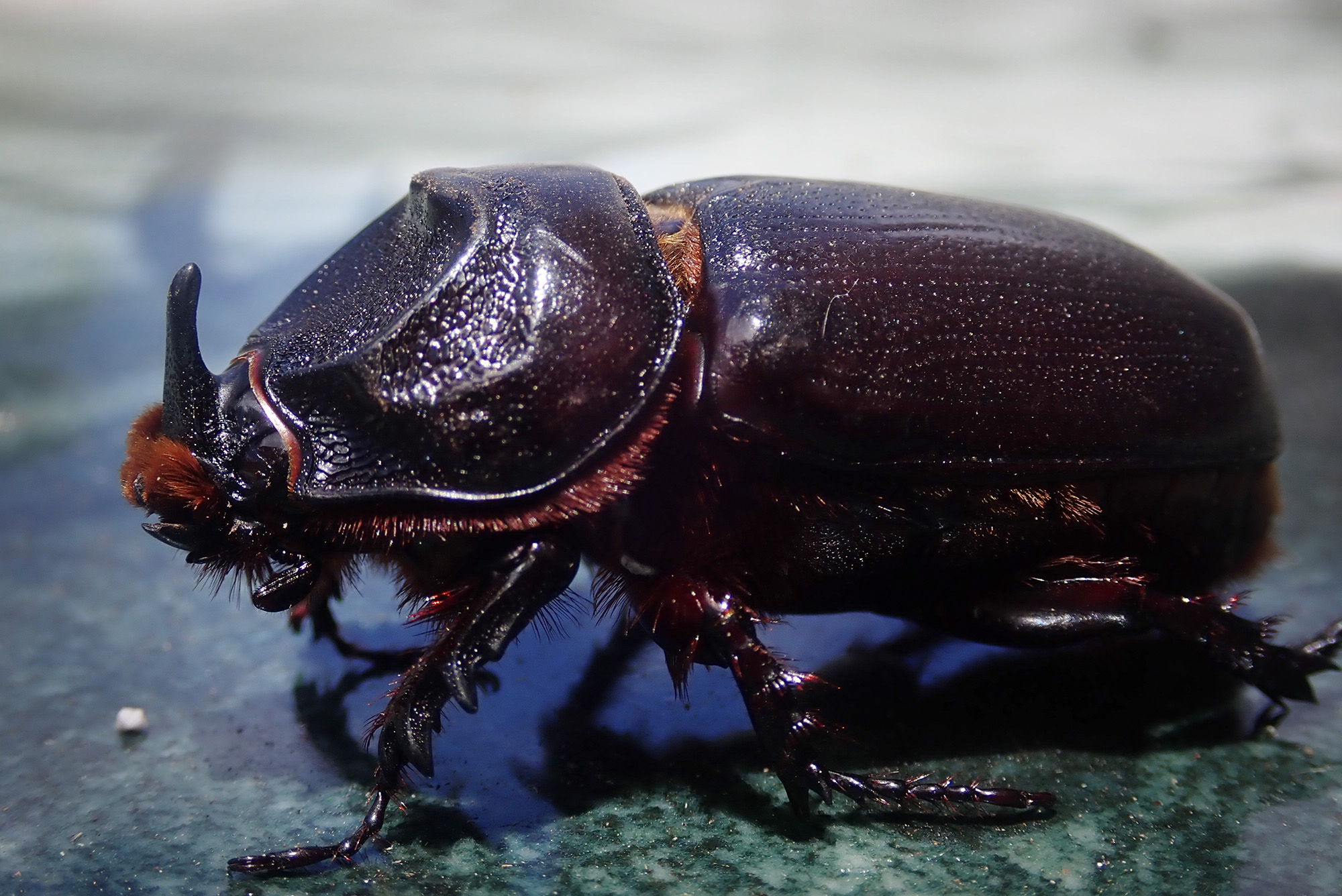 Destructive Beetle's Discovery In Hilo Stokes Fear