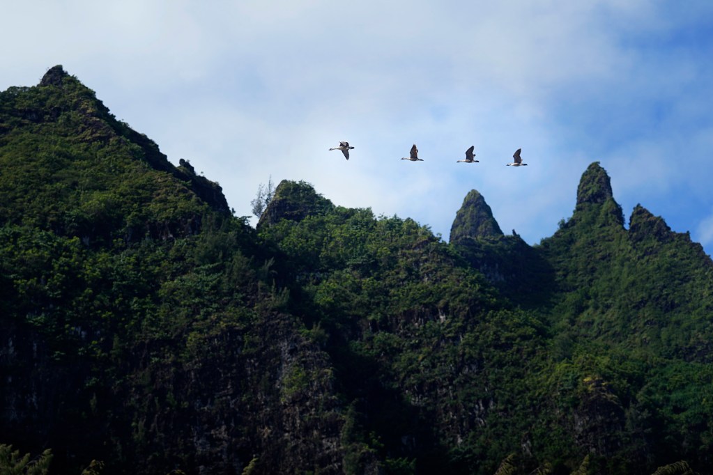 Nēnē fly over Hāʻena community fishing waters Sunday, June 28, 2026, in Hāʻena. (Kevin Fujii/Civil Beat/2026)