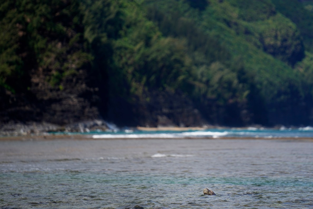 A Hawaiʻian Monk Seal surfaces in Hāʻena community fishing waters Sunday, June 28, 2026, in Hāʻena. This one swam to shore to meet up with a friend. (Kevin Fujii/Civil Beat/2026)