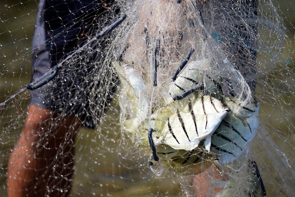 Kanoe Alapa‘i-Hashimoto pulls in his catch of manini in Hāʻena community fishing waters Sunday, June 28, 2026, in Hāʻena.