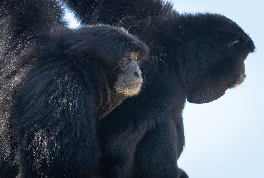 Siamangs at their enclosure at the Honolulu Zoo June 15, 2026. Siamangs are the largest of the gibbon family of primates. (Craig Fujii/Civil Beat/2026)