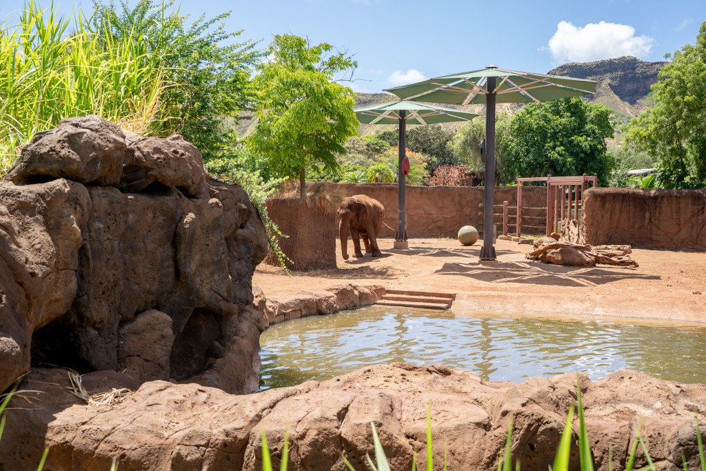 One of two Asian elephants at its enclosure at the Honolulu Zoo June 15, 2026. (Craig Fujii/Civil Beat/2026)