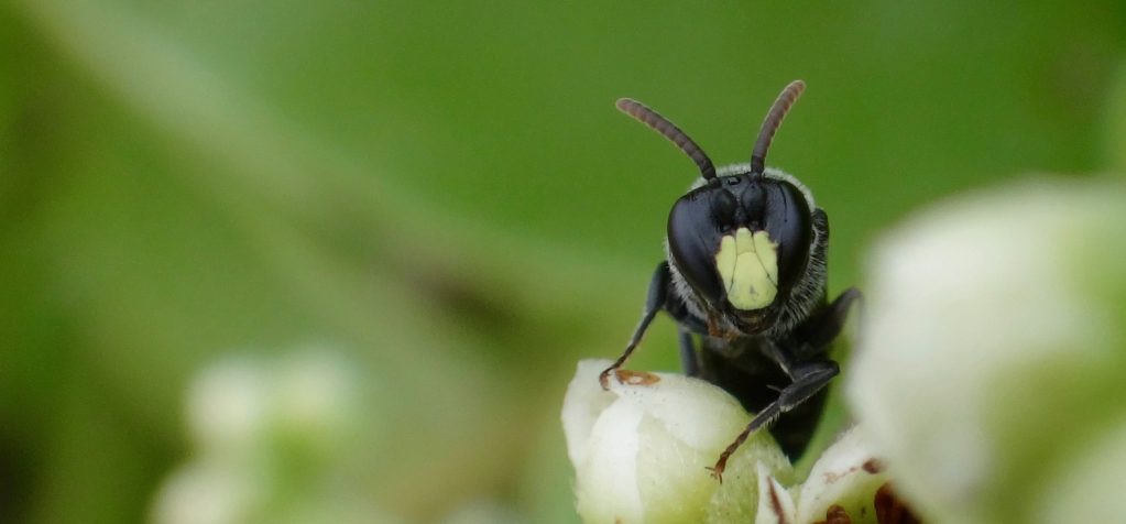 Male specimen of the Hawaiian yellow-faced bee Hylaeus Anthracinus federally listed as endangered.