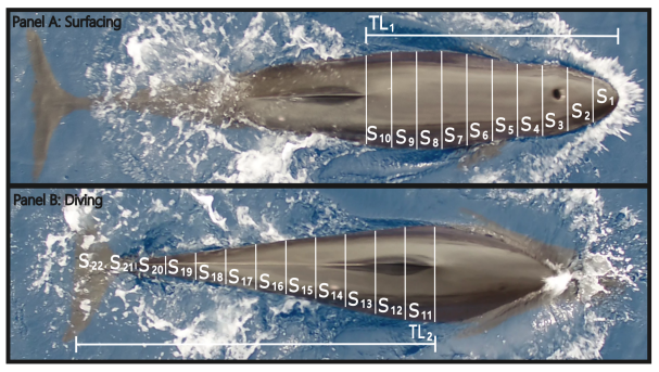 overhead images of a false killer whale surfacing and diving with lines to measure different parts of the body.