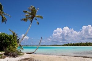 Colonial-Era Coconut Farms Pose Risks To The Survival Of Pacific Atolls