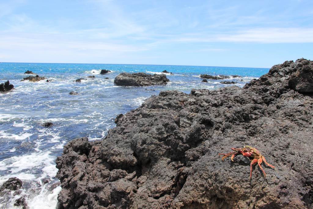 A crab moves along the shore at Kahuwai