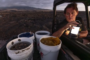 Decade Of Big Island’s ‘Try Wait’ Moratorium Spurs Plenty Fish — And Poaching