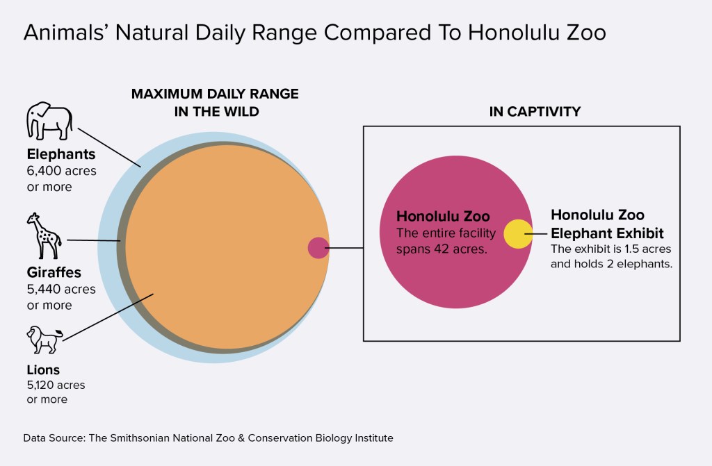 Graphic comparing the maximum daily range of elephants giraffes and lions in the wild with the enclosure space at Honolulu Zoo