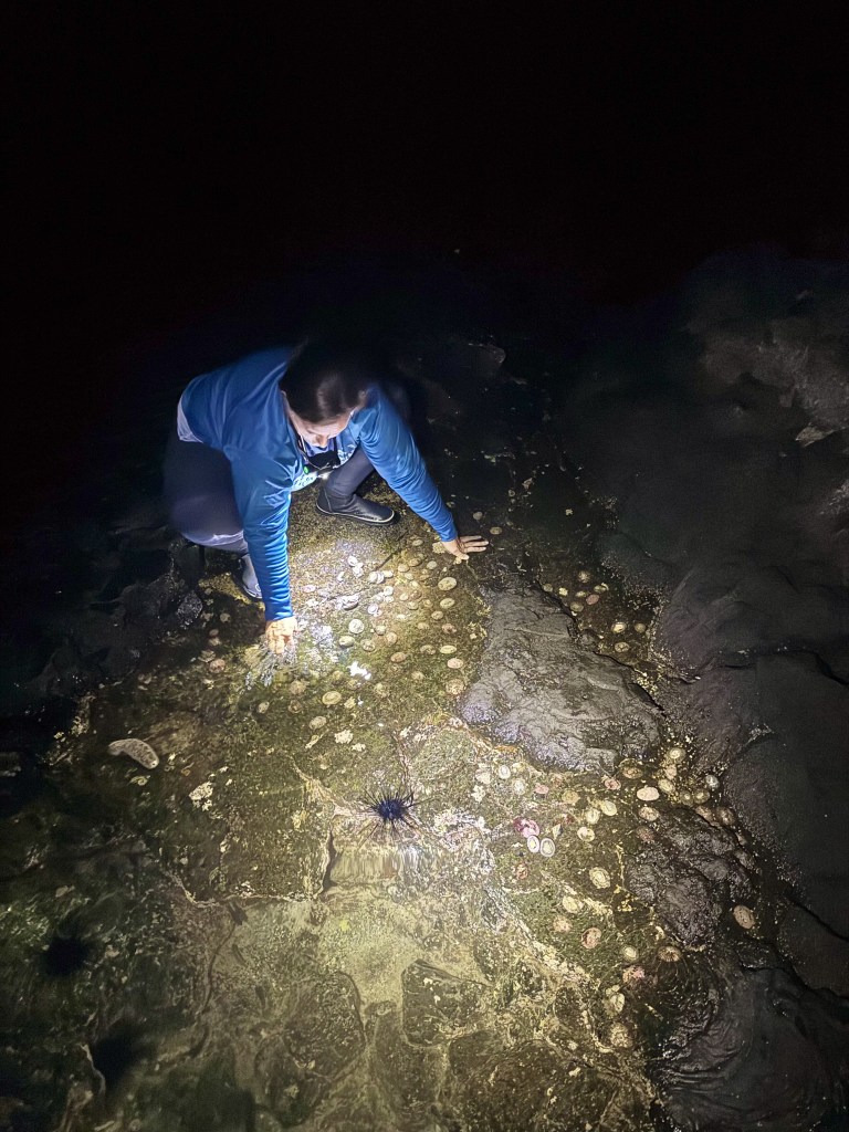 A volunteer works to reattach ʻopihi at night