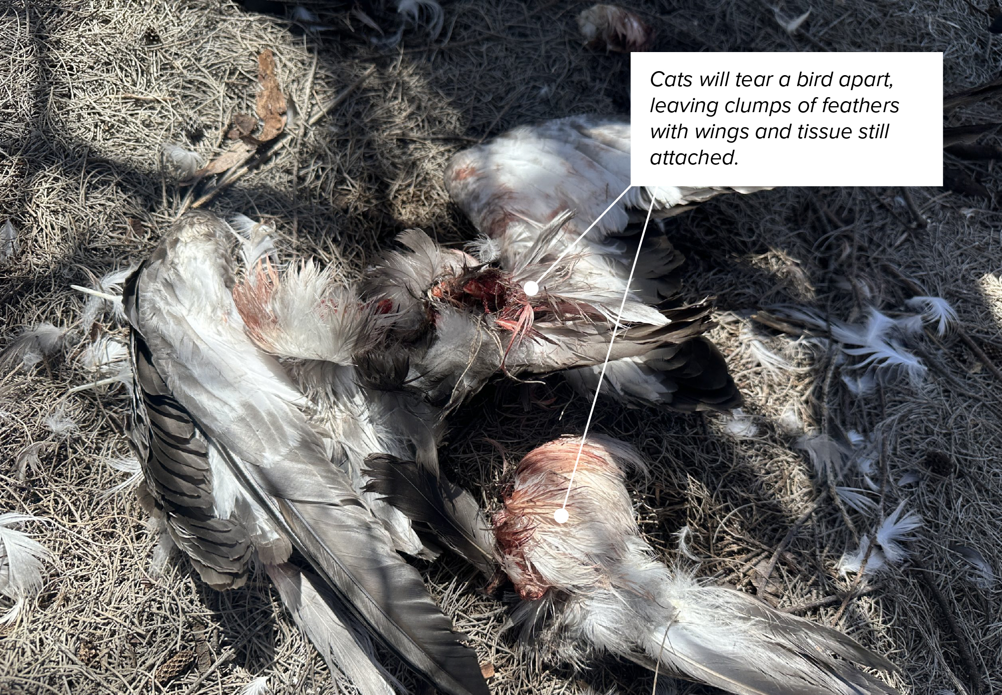 Photo diagram illustrating example of a cat kill