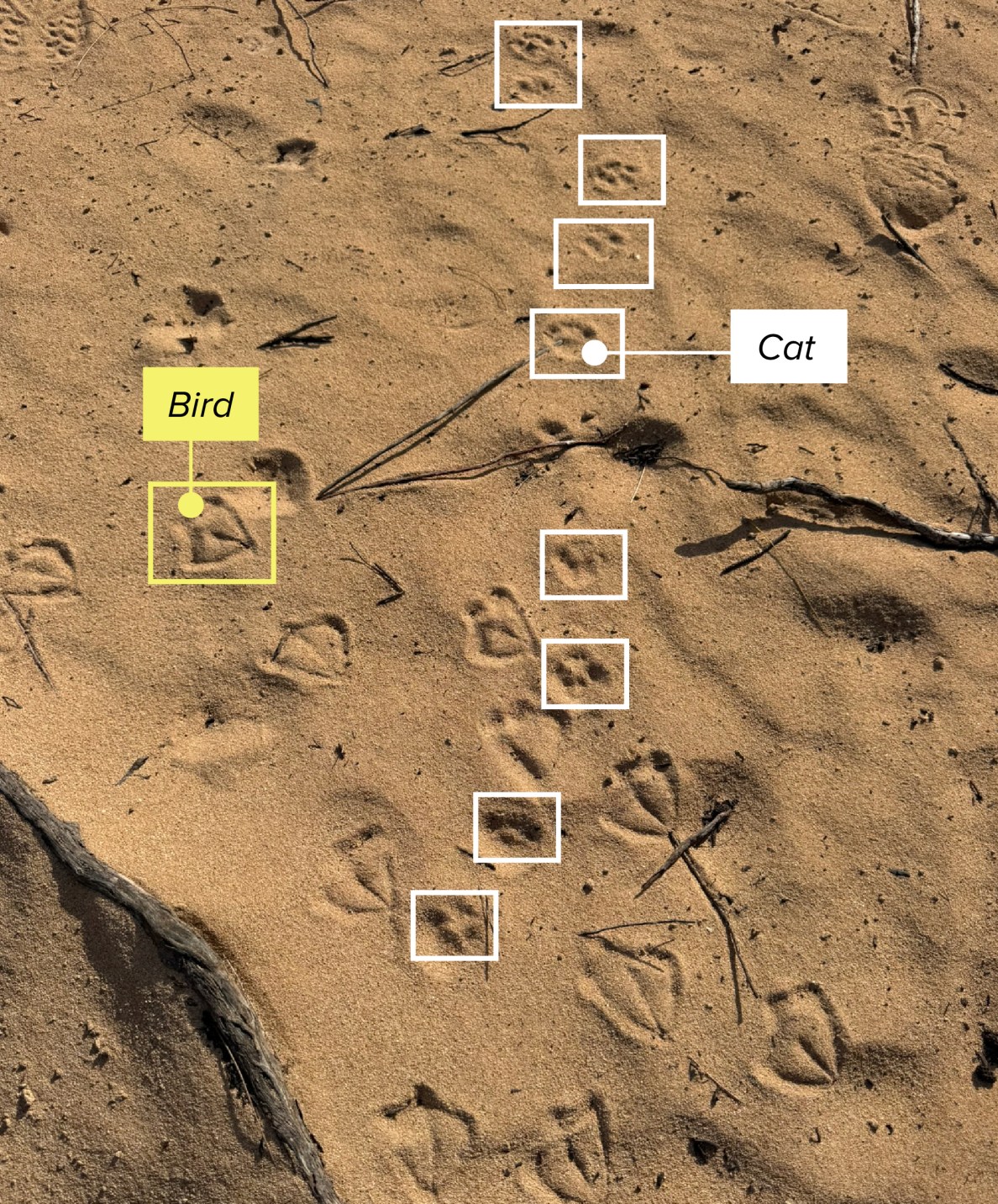 Photo diagram illustrating example of a cat kill