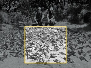 CSI Cats: How Experts ID The Animal Culprits Killing Hawaiʻi’s Seabirds