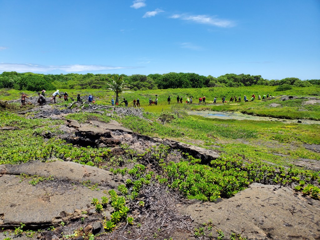 About 30 people stand in and around an anchialine pool passing buckets of silt and invasive species down the line. 