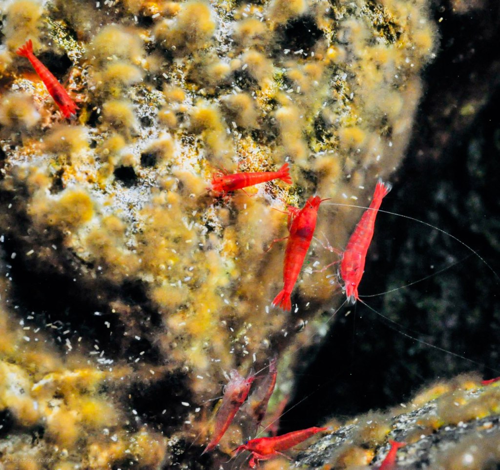 Bright red shrimp graze on golden algae. 