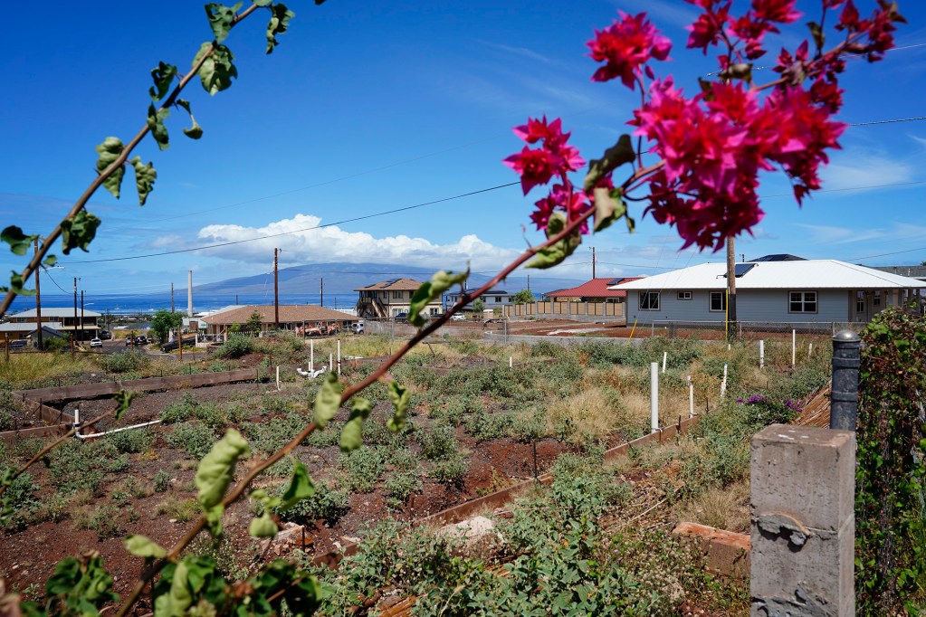 Raquel Utrillo’s family land is photographed at her stalled home reconstruction Wednesday, July 1, 2026, in Lahaina. Utrillo’s contractor allegedly scammed her and others rebuilding in Lahaina. (Kevin Fujii/Civil Beat/2026)
