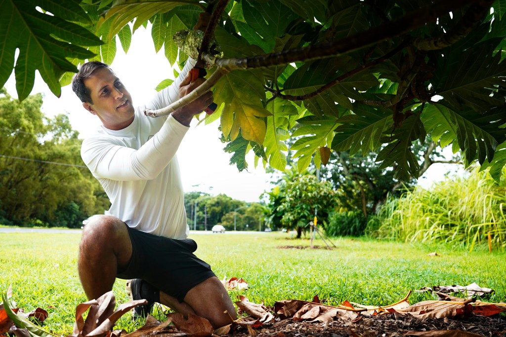 Hawaiʻi state Sen. Brenton Awa cuts air layerings (root balls formed on limbs) from an ʻulu tree Tuesday, July 28, 2026, in Kāneʻohe. “The Giving Trees by Senator Awa” line a green space along Kahekili Highway. These air layerings will be shared with Wahiawā. Sen. Awa is running for U.S. House of Representatives against incumbent Jill Tokuda. (Kevin Fujii/Civil Beat/2026)
