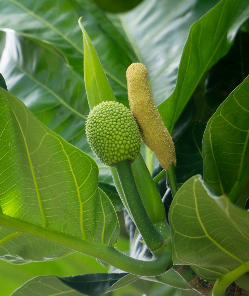 'Ulu (breadfruit) at Mānoa Heritage Center July 9, 2026. (Craig Fujii/Civil Beat/2026)