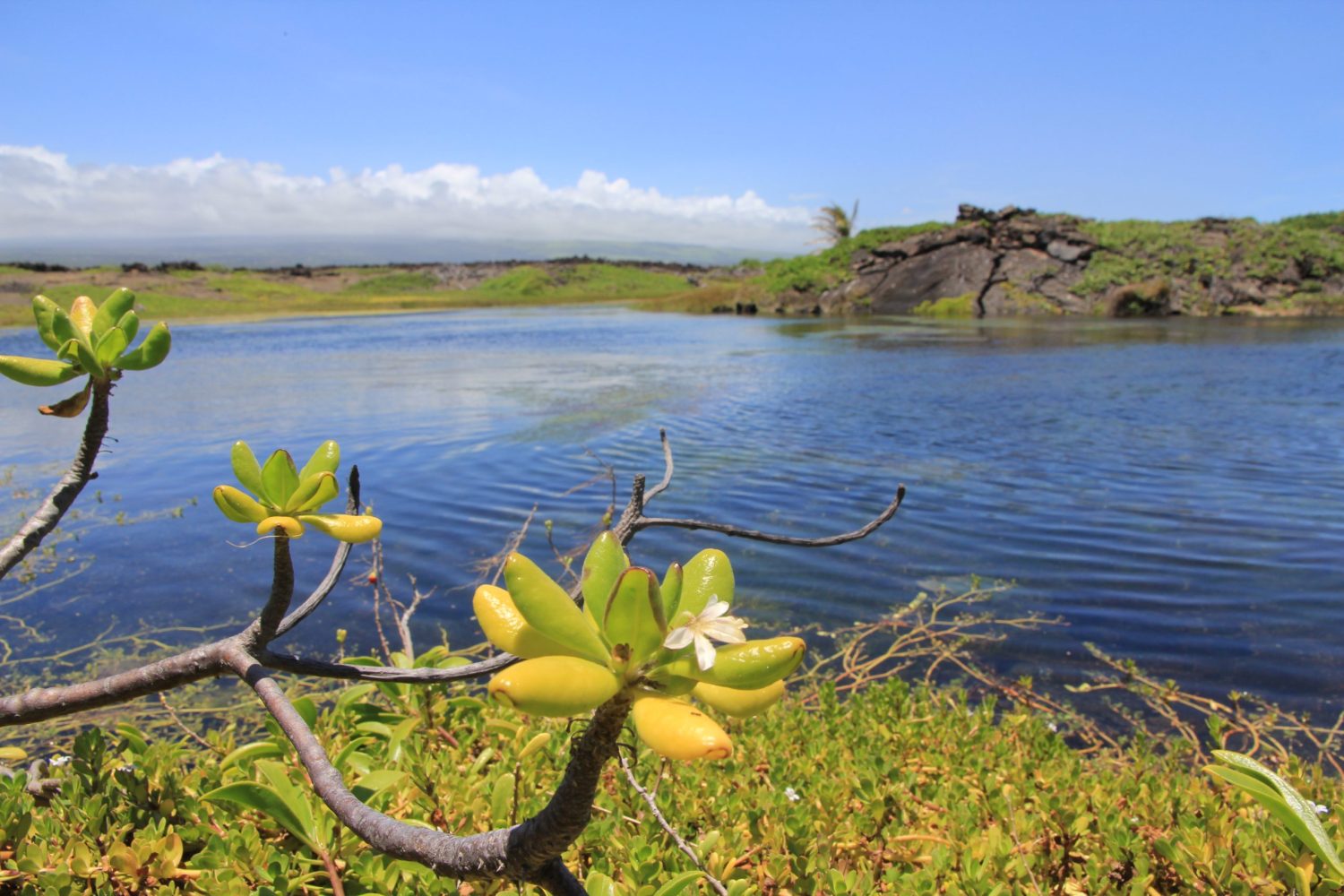 Big Island anchialine pools face rising seas, new threats
