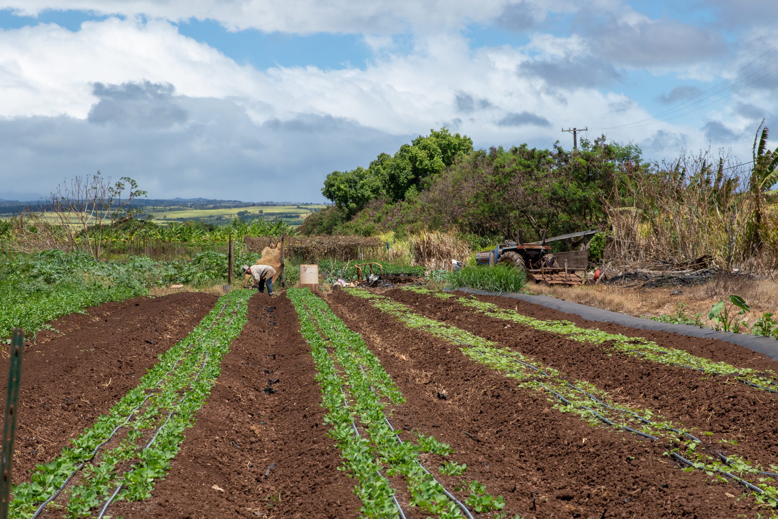 As Flood Aid Trickles Out For North Shore, Southeast Asian Farmers Are Left Behind