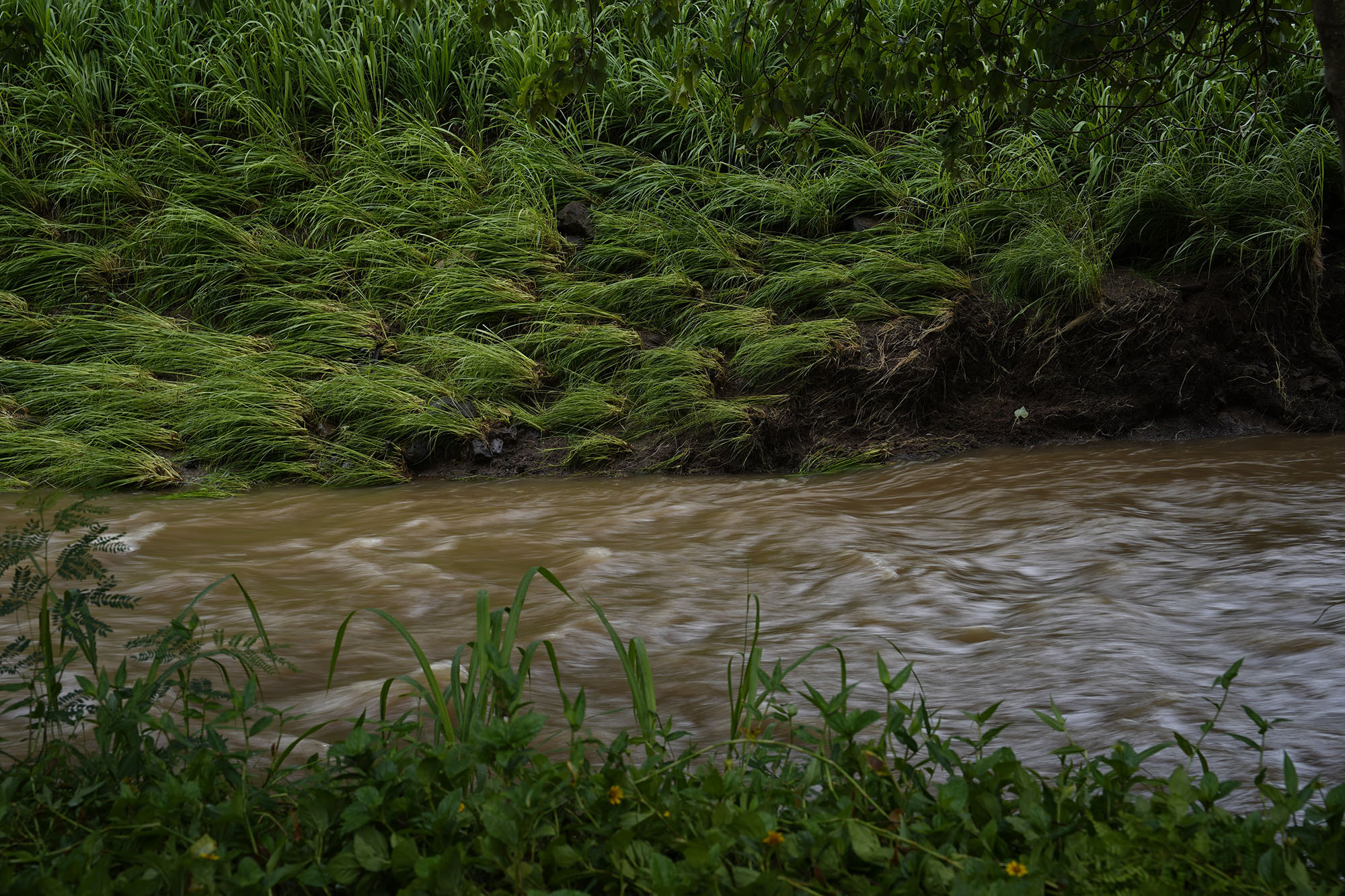 The Mānoa Stream flows briskly after Tropical Storm Lala’s filled it with rainwater Sunday, Aug. 16, 2026, in Honolulu. The storm reaches O‘ahu after being downgraded from a hurricane. It passed closely to Hawai‘i Island. (Kevin Fujii/Civil Beat/2026)
