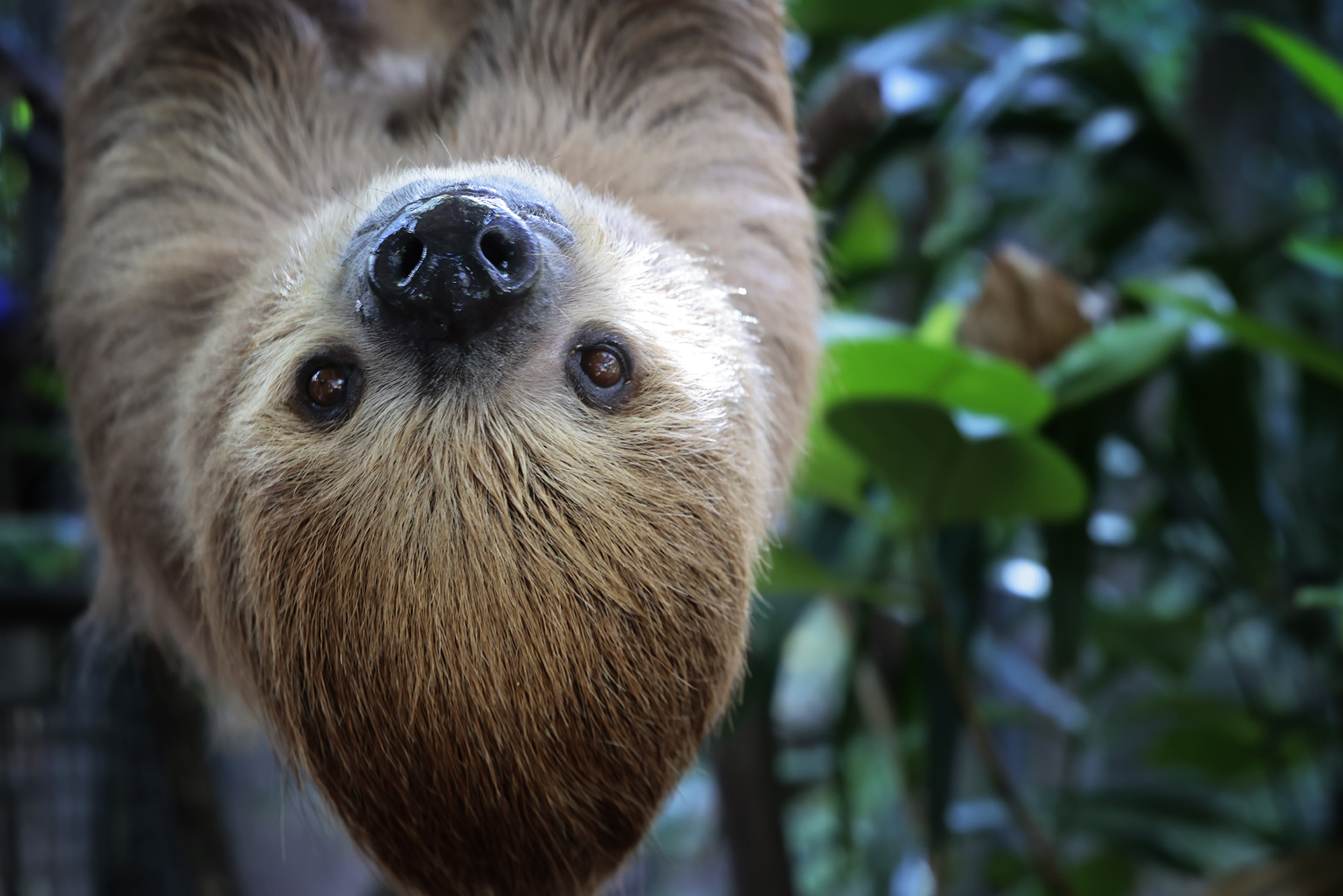Denby Fawcett: Can Oʻahu Spend Millions On Pandas And Also Upgrade