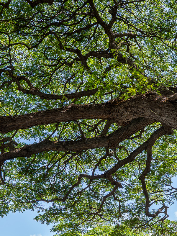 View from a tree below, it's green leaves against blue skies.