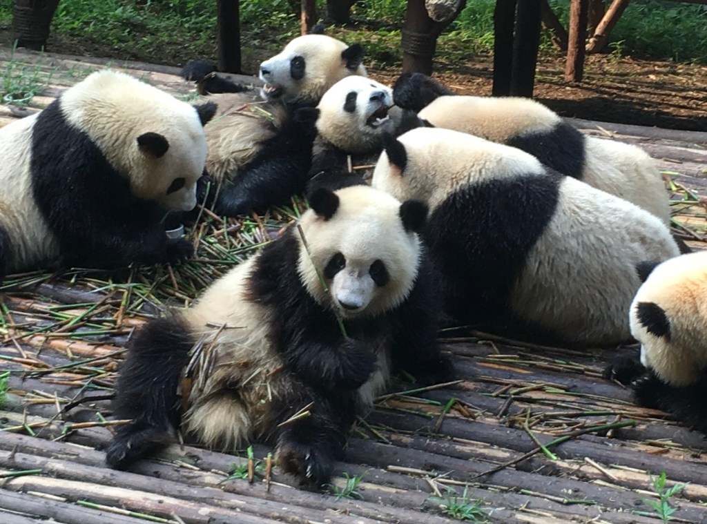 Giant pandas chew on bamboo.