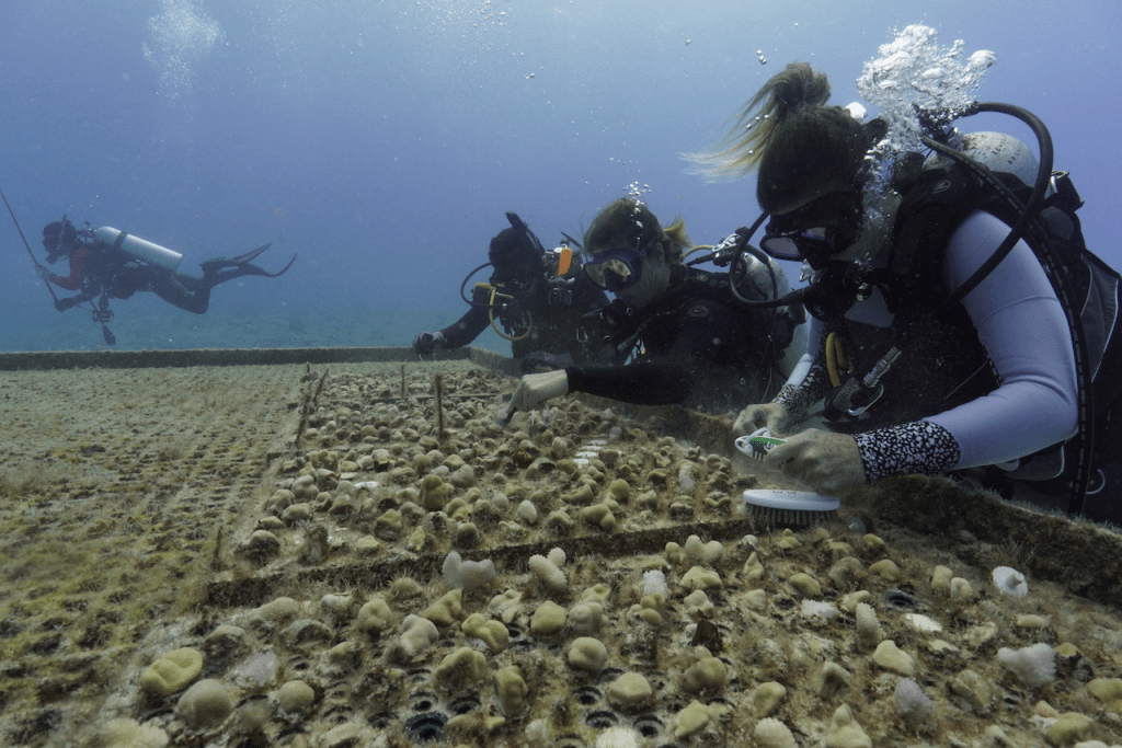 Lala Triggers Nation’s First Coral Insurance Payment