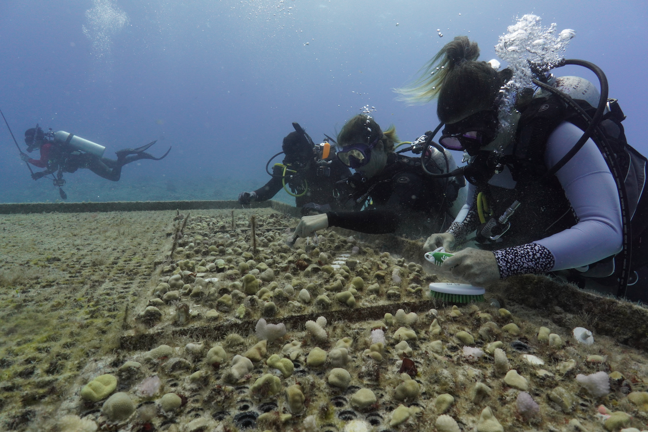 civilbeat.org - Twilight Greenaway - Lala Triggers Nation's First Coral Insurance Payment