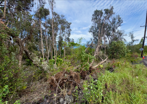 How Storms Can Be A Boon For Invasive Species In Hawaiʻi