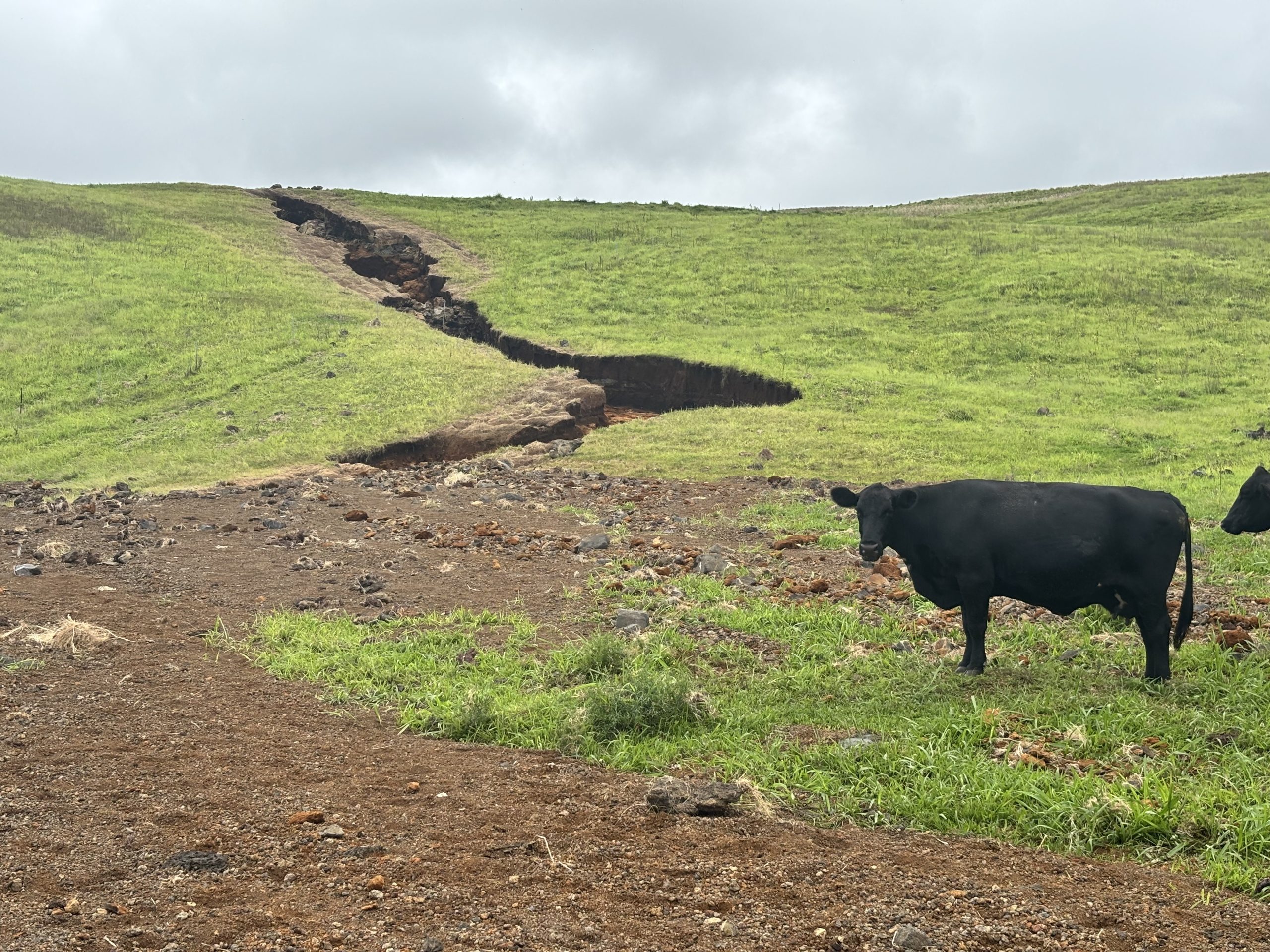 Hawaiʻi Ranchers Welcome Rain But Endure Weather Whiplash