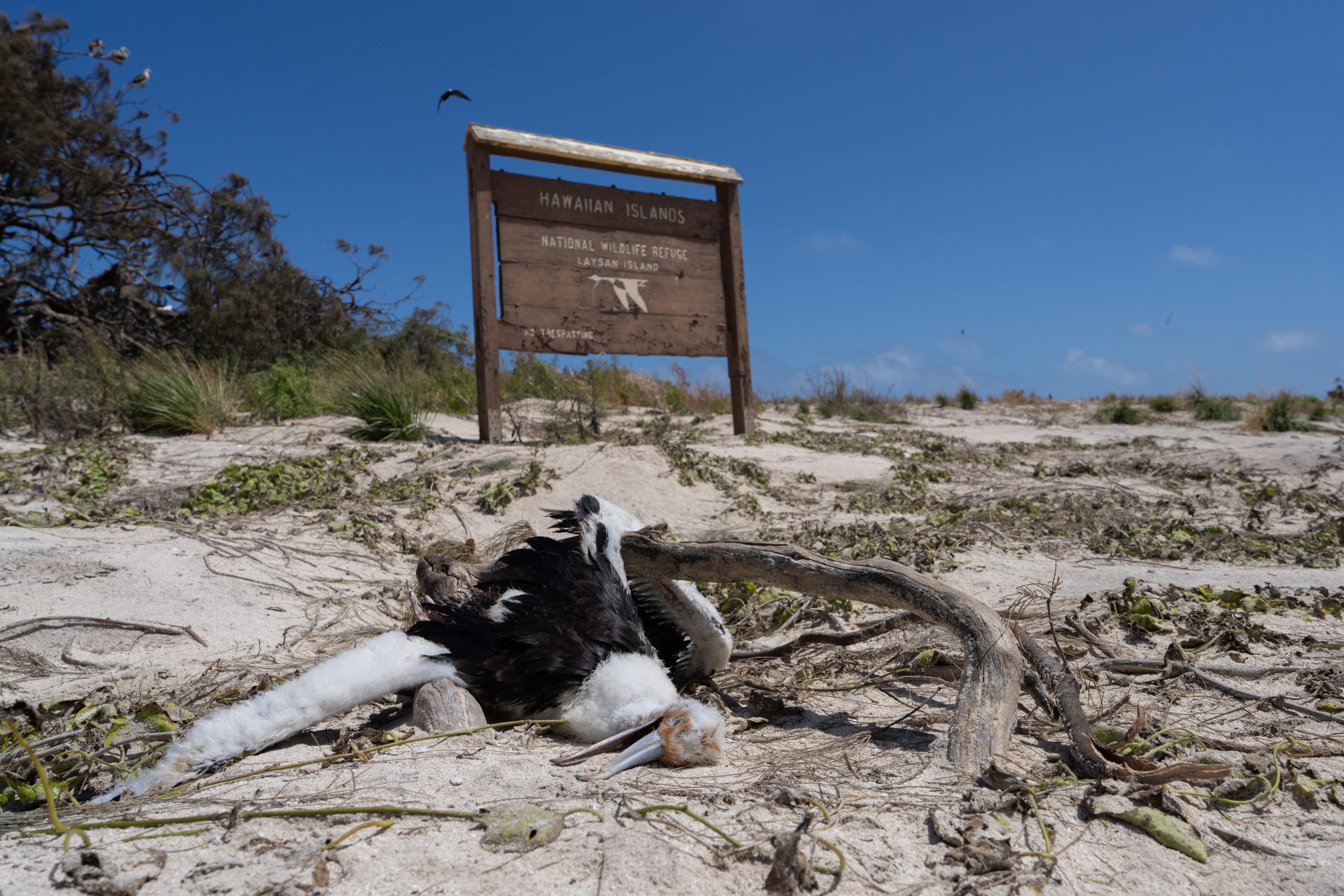 Rare Hawaiian Birds Weather Hurricane Lala But More Storms Loom