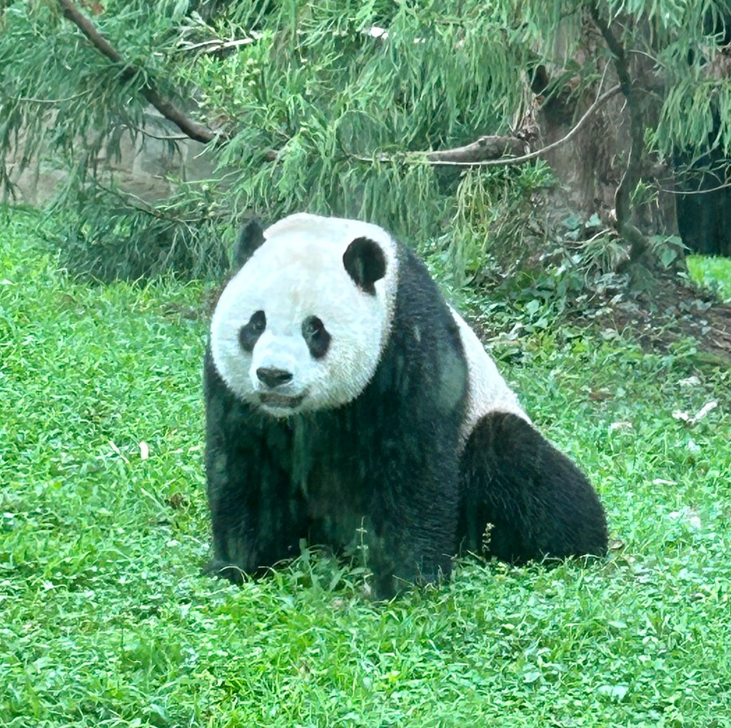 A panda relaxes at the zoo in Washington D.C.