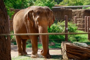 Honolulu Zoo Case Isn’t As Simple As ‘Granting Human Rights’ To Elephants