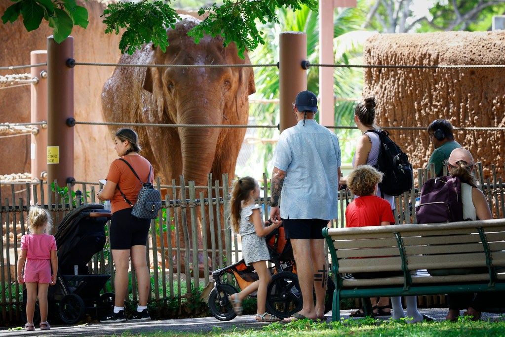 Who’s watching whom? Asian Elephant Vaigai checks out Honolulu Zoo visitors on Monday, Aug. 31, 2026, in Honolulu. (Kevin Fujii/Civil Beat/2026)