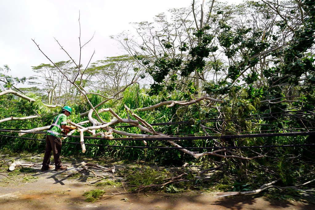 A worker cuts blowdowns resting on utility lines along Kaumualiʻi Highway on Kauaʻi Tuesday, Sept. 8, 2026, in Kōloa. Hurricane Lowell hit the southern area of Kauaʻi. (Kevin Fujii/Civil Beat/2026)