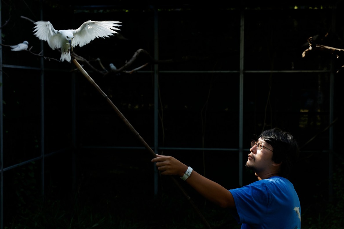 Hawaiʻi Wildlife Rehabilitator David Arakawa holds a stick from which a Manu-o-Kū grabs a smelt in their aviary at the Honolulu Zoo Wednesday, Sept. 16, 2026, in Honolulu. (Kevin Fujii/Civil Beat/2026)