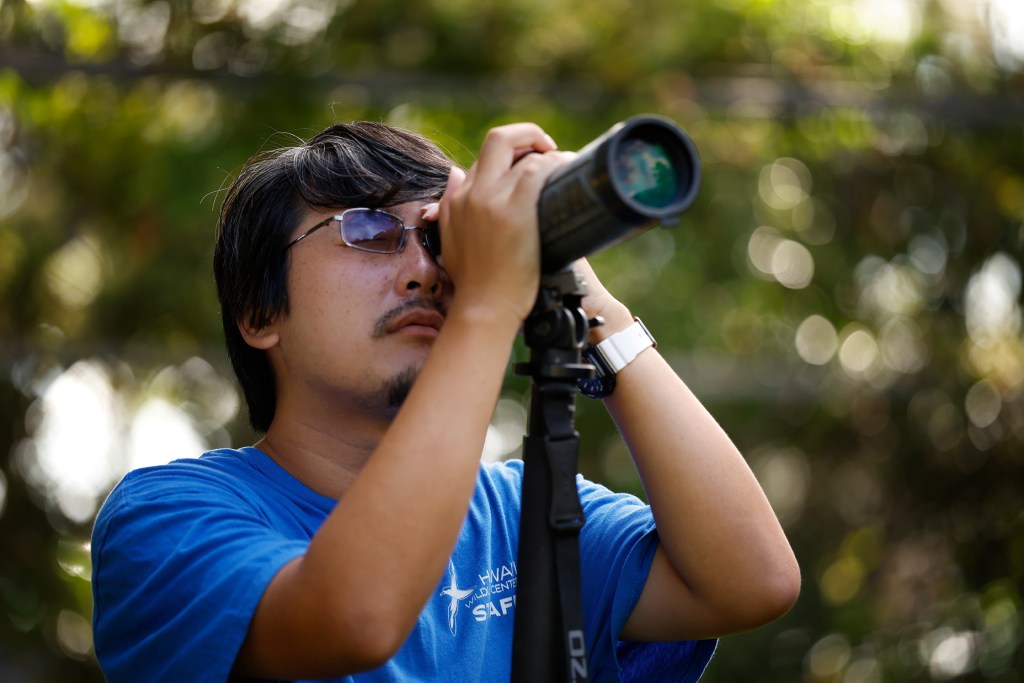 Hawaiʻi Wildlife Rehabilitator David Arakawa gets a closer look at a Manu-o-Kū sitting on a branch outside of their aviary Wednesday, Sept. 16, 2026, in Honolulu. The white fairy tern Arakawa is looking at is “KJ” who was recently released. Even though “KJ” has been release, he knows it’s feeding time. So he returns for a meal. The Hawaiʻi Wildlife Center rehabilitates the young white fairy terns at the Honolulu Zoo. (Kevin Fujii/Civil Beat/2026)