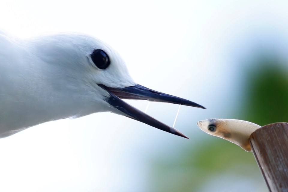 A Manu-o-Kū named KJ reaches out for a smelt on the end of a meter-long stick Wednesday, Sept. 16, 2026, in Honolulu. The Hawaiʻi Wildlife Center rehabilitates young white fairy terns at the Honolulu Zoo. (Kevin Fujii/Civil Beat/2026)