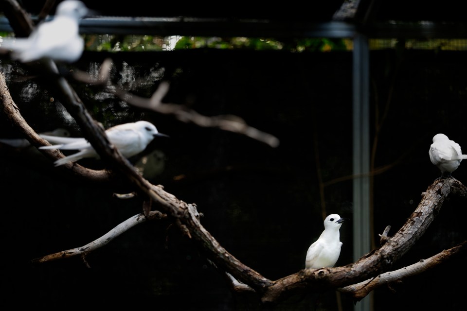 Manu-o-Kū perch in their aviary during feeding time Wednesday, Sept. 16, 2026, in Honolulu. The Hawaiʻi Wildlife Center rehabilitates the young white fairy terns at the Honolulu Zoo. (Kevin Fujii/Civil Beat/2026)