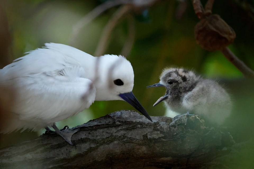 A Manu-o-Kū parent gets a scolding from its chick when breakfast was only a small insect on the University of Hawaiʻi Mānoa campus Friday, Sept. 18, 2026, in Honolulu. (Kevin Fujii/Civil Beat/2026)