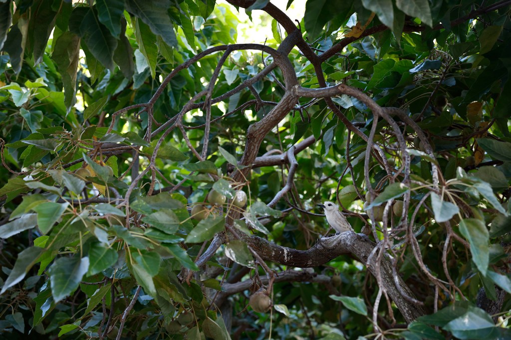 A perfectly camouflaged young Manu-o-Kū waits for a meal in a kukui tree on the University of Hawaiʻi Mānoa campus Friday, Sept. 18, 2026, in Honolulu. (Kevin Fujii/Civil Beat/2026)
