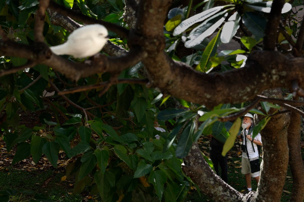 A Manu-o-Kū naps while Rich Downs looks up in the trees at the University of Hawaiʻi Mānoa campus Friday, Sept. 18, 2026, in Honolulu. (Kevin Fujii/Civil Beat/2026)