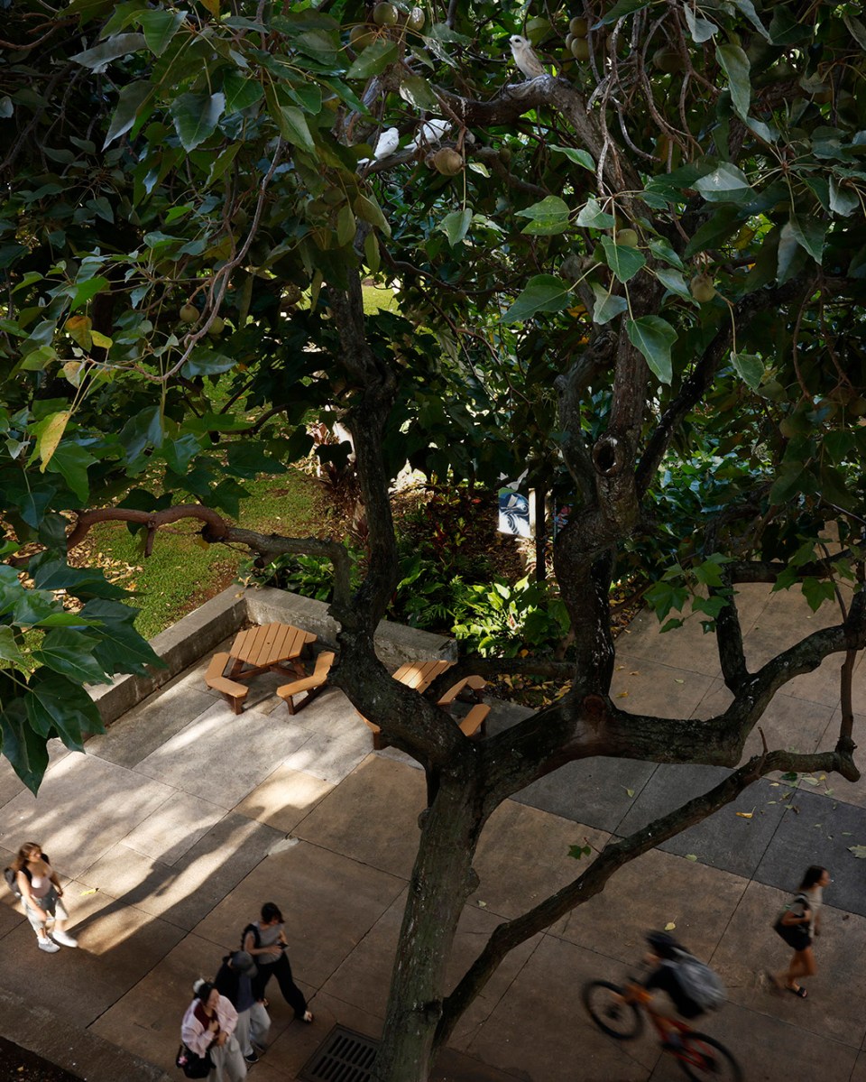 University of Hawaiʻi Mānoa students walk under Manu-o-Kū nesting in a kukui tree Friday, Sept. 18, 2026, in Honolulu. The white fairy terns are found in urban areas. (Kevin Fujii/Civil Beat/2026)