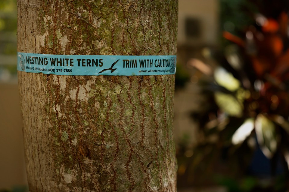 Trees at the University of Hawaiʻi Mānoa campus are marked for nesting Manu-o-Kū Friday, Sept. 18, 2026, in Honolulu. (Kevin Fujii/Civil Beat/2026)