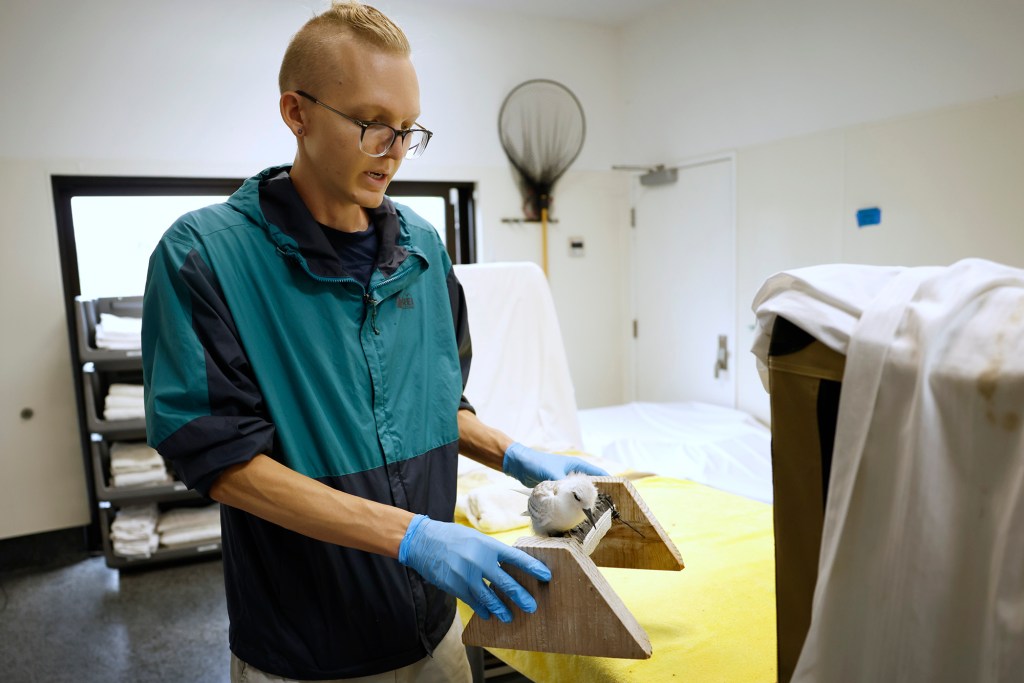 Wildlife Rehabilitation Technician Caleb Horton moves a young Manu-o-Kū recovering at the Hawaiʻi Wildlife Center Monday, Sept. 21, 2026, in Kapaʻau. (Kevin Fujii/Civil Beat/2026)