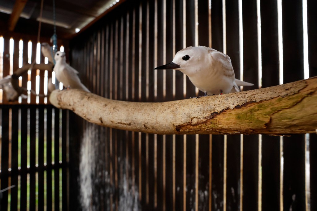 Juvenile Manu-o-Kū rehabilitate at the Hawaiʻi Wildlife Center’s aviary Monday, Sept. 21, 2026, in Kapaʻau. (Kevin Fujii/Civil Beat/2026)