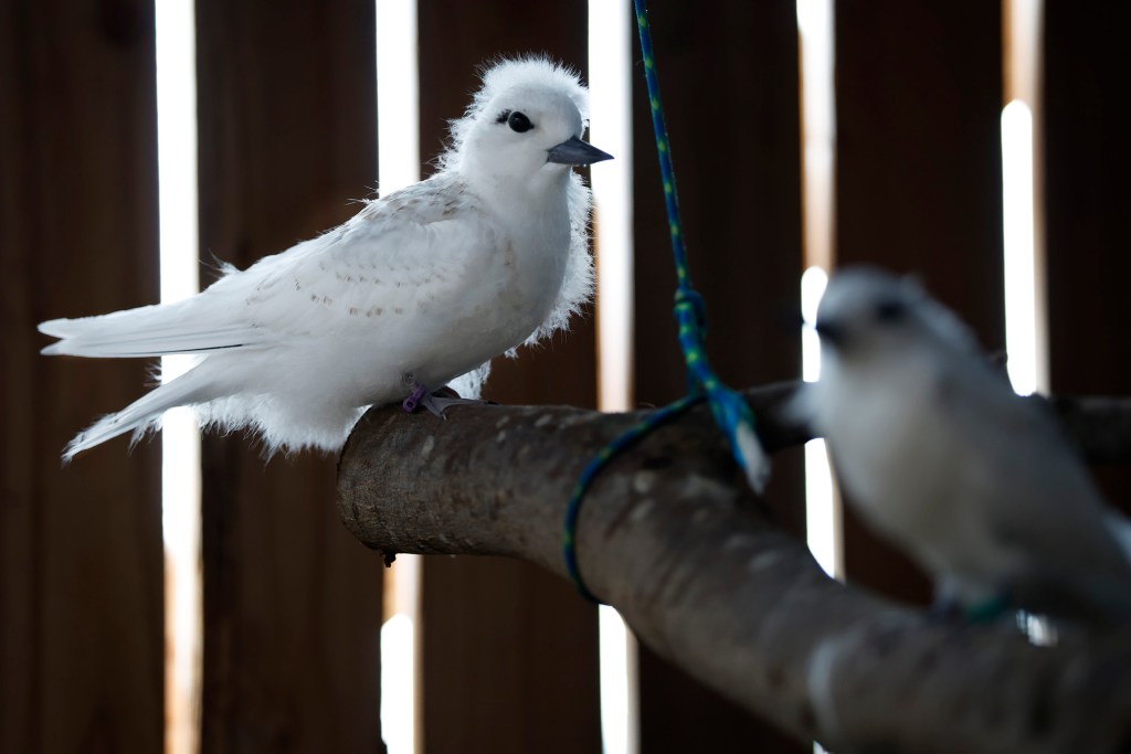 A juvenile Manu-o-Kū’s fluff glows at the Hawaiʻi Wildlife Center’s aviary Monday, Sept. 21, 2026, in Kapaʻau. (Kevin Fujii/Civil Beat/2026)